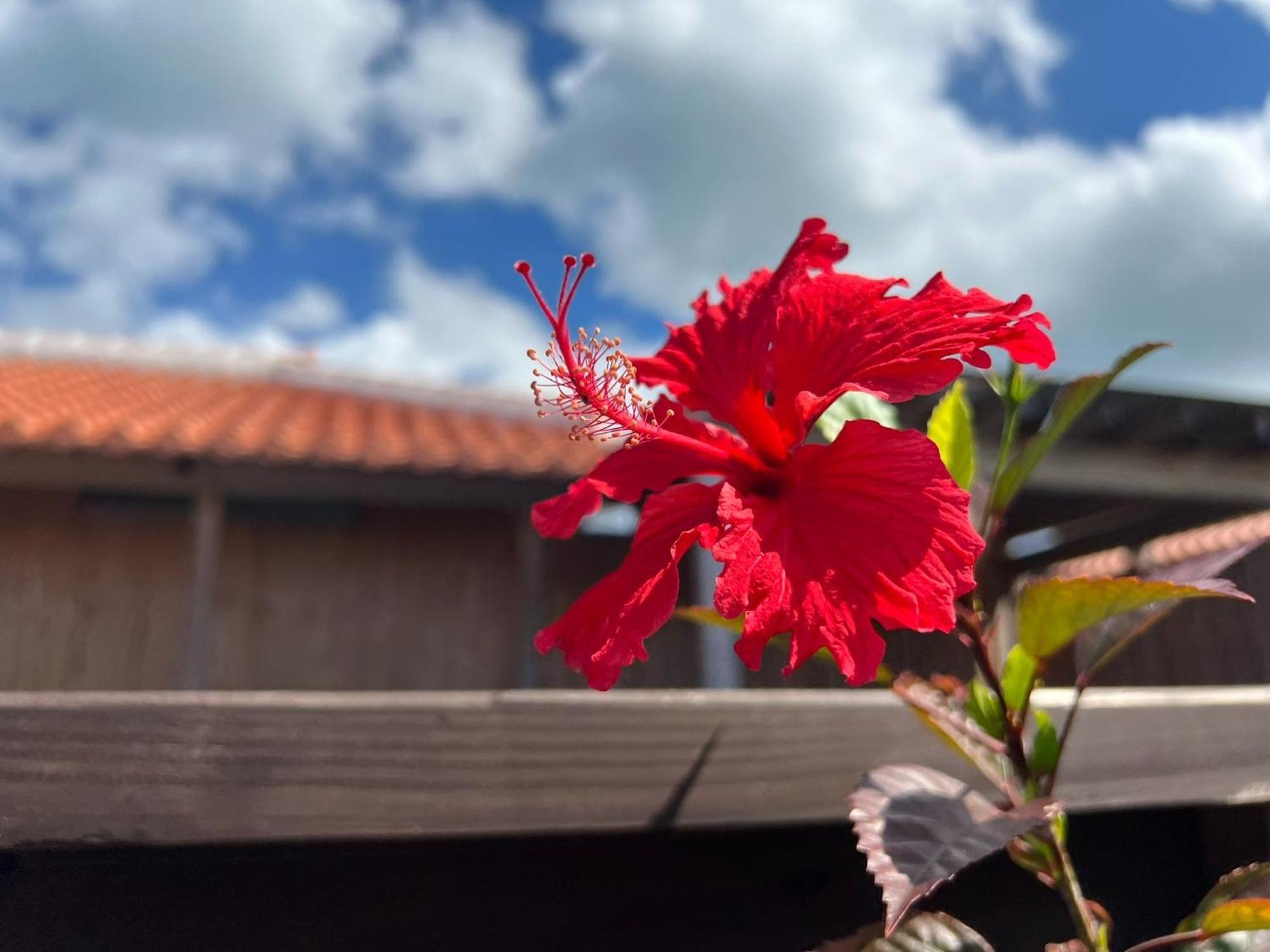 Villa Muse Okinawa- Vacation Stay 43823V Nago Esterno foto